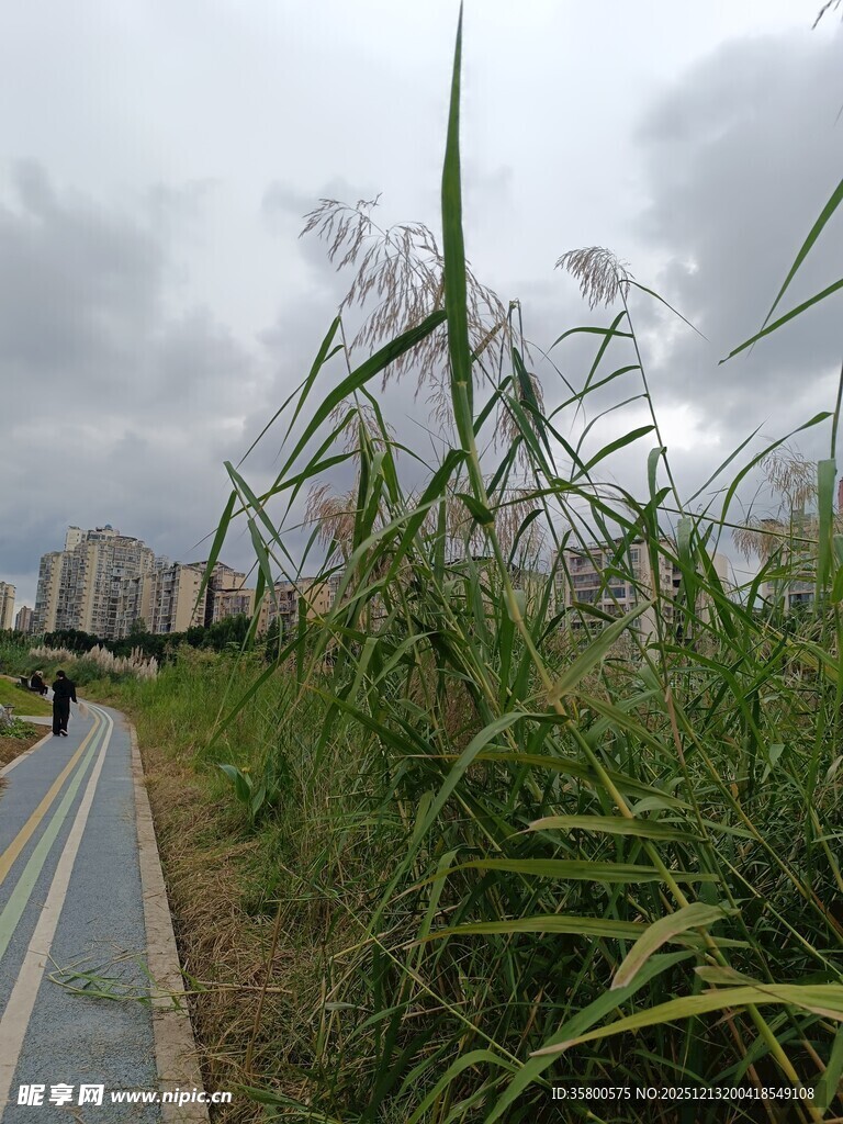 城市小径旁的茂盛芦苇丛
