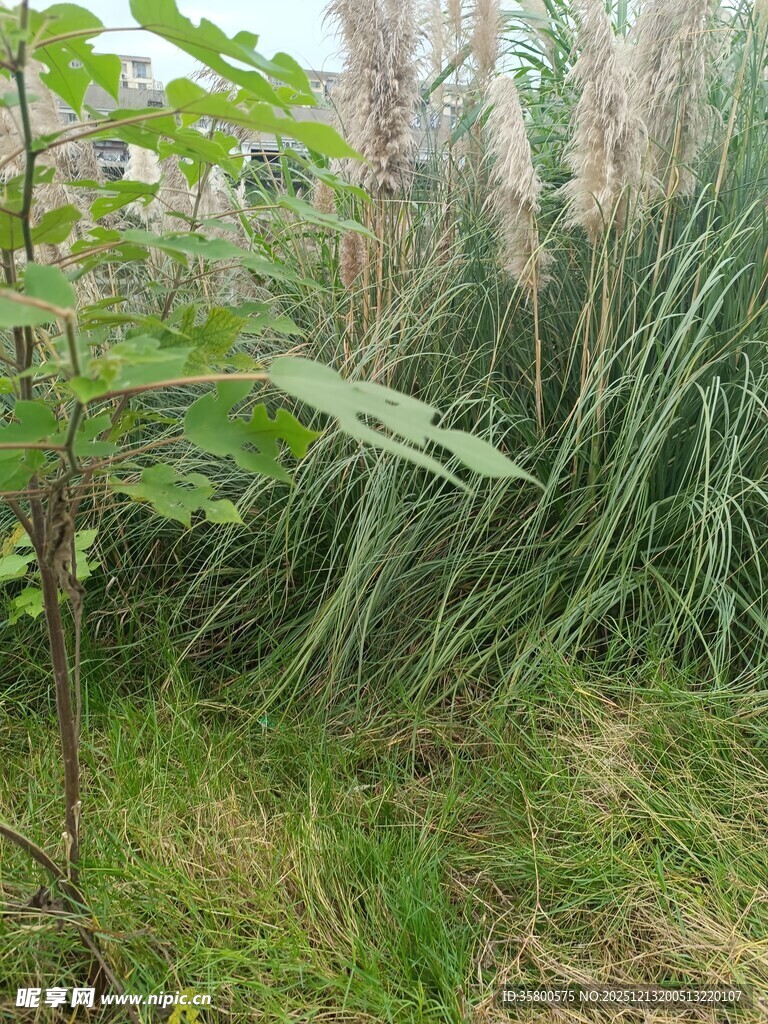 野外丛生的绿植与芦苇