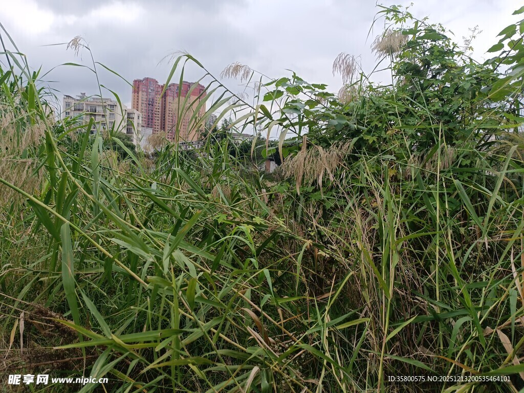 野外繁茂草丛与远处建筑