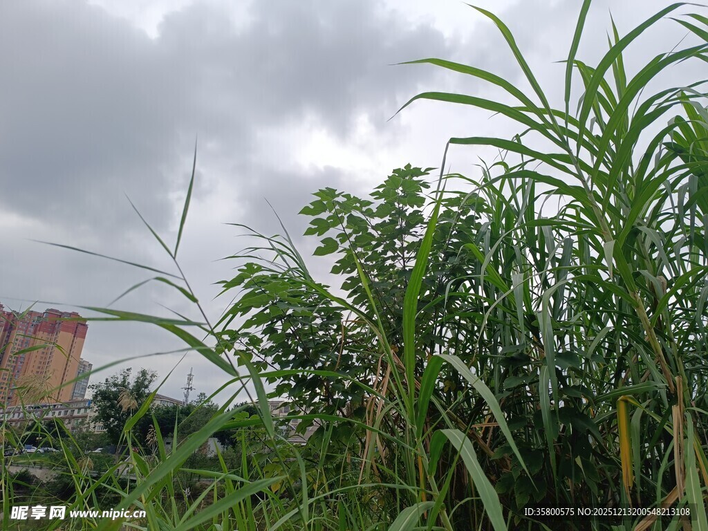 野外绿植与阴沉天空景象