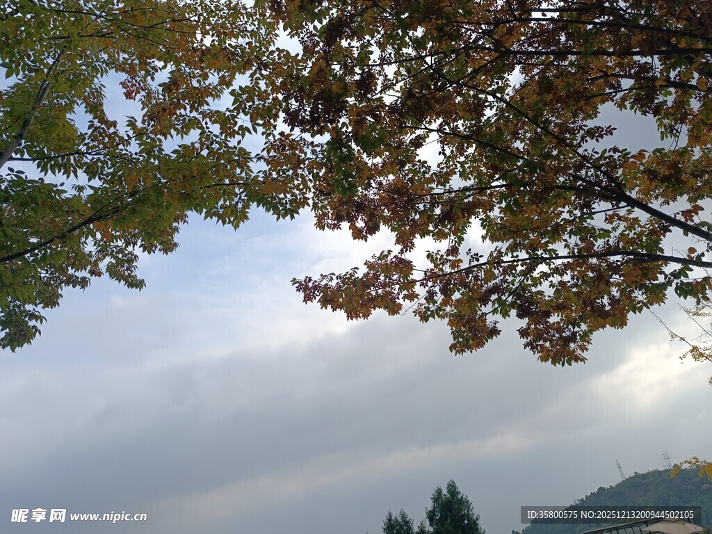 仰视秋日枝叶与远山景色