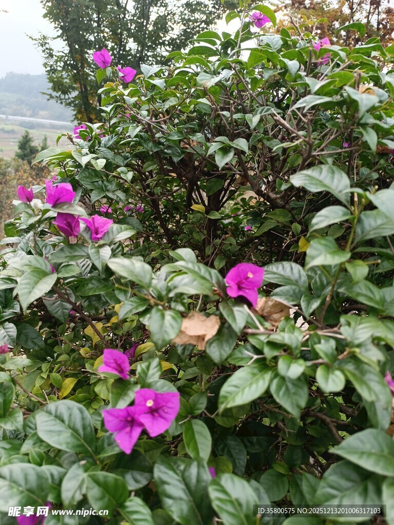 绽放的紫色花卉与绿叶