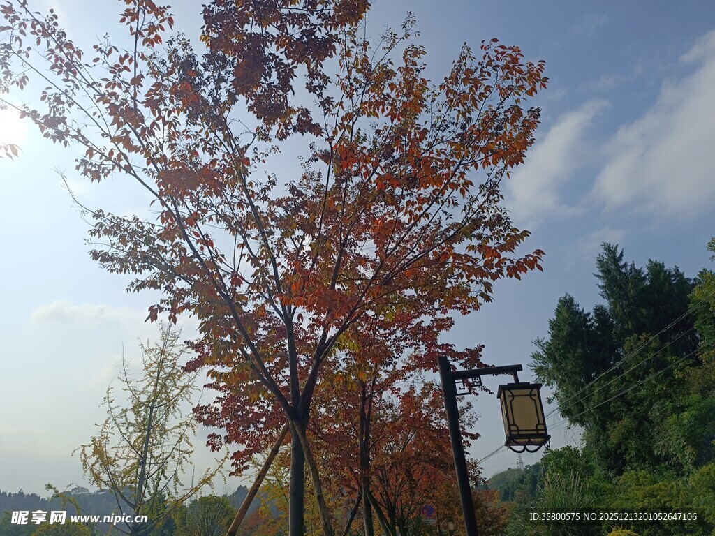 秋日红叶与古朴路灯