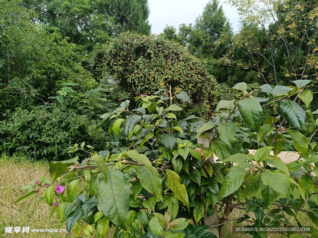 绿叶繁花的自然植物景观