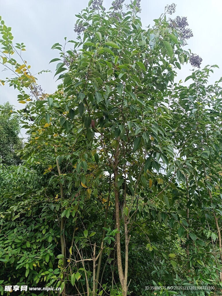 繁茂树林中的挺拔树木