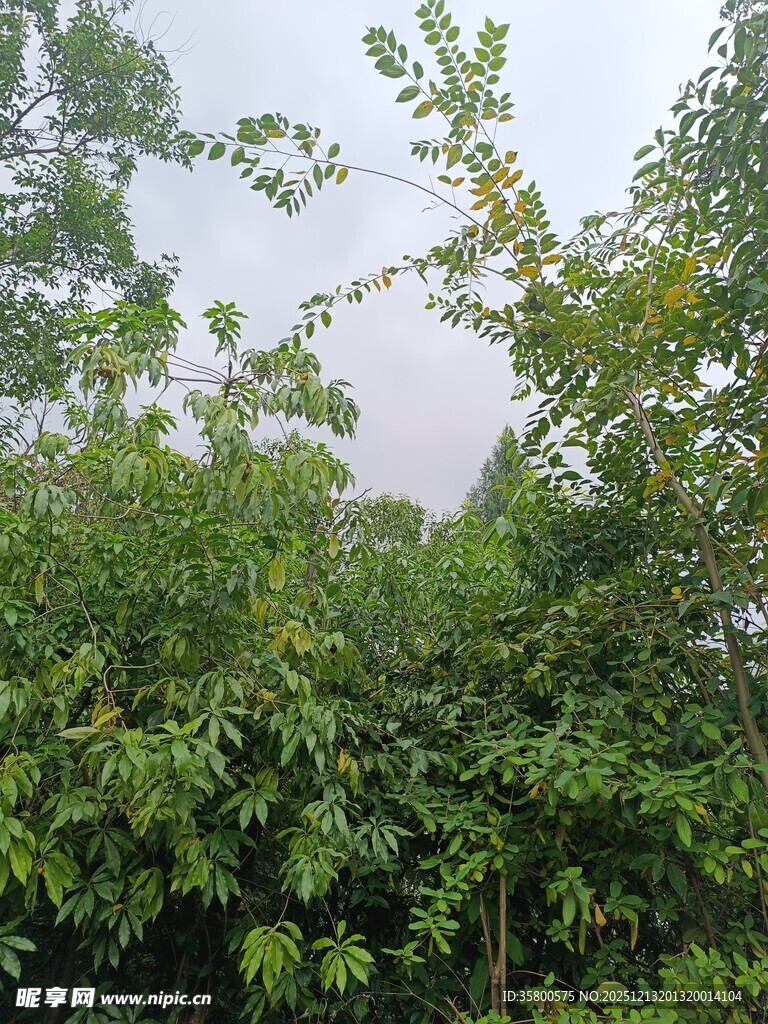 茂密绿植景观