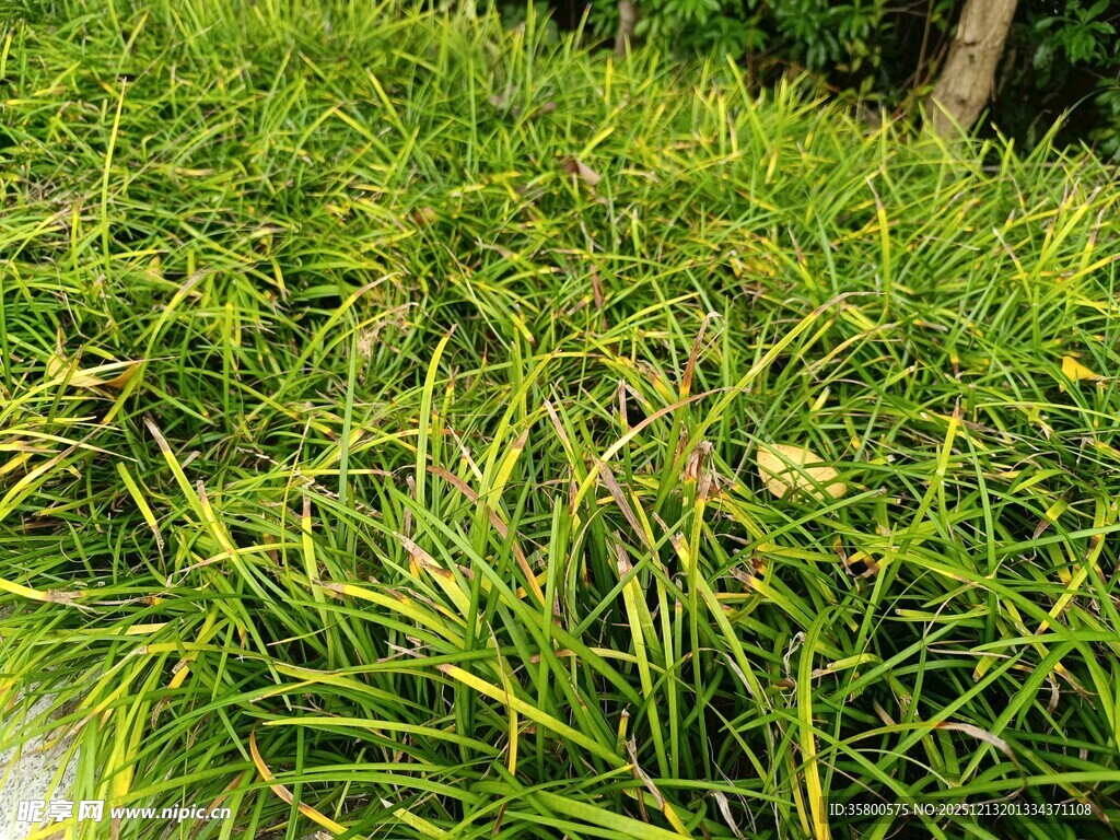 翠绿茂盛的草丛景观