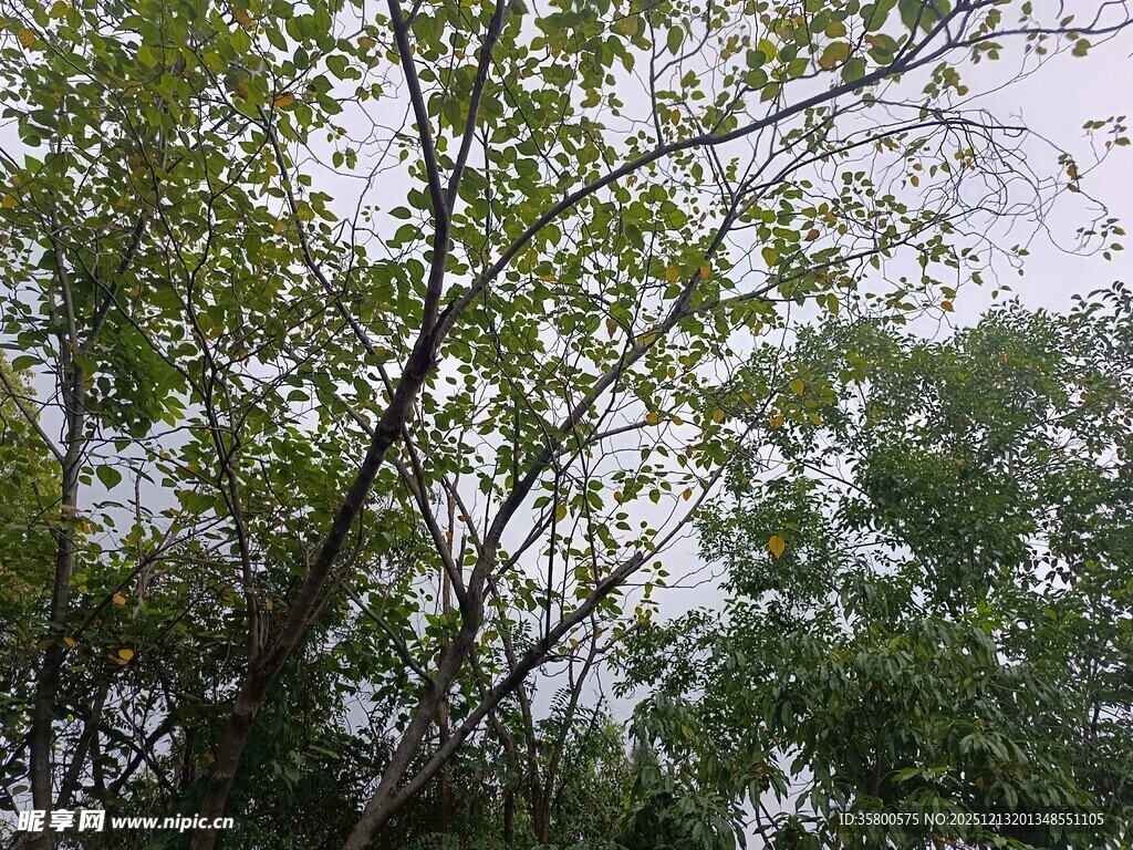 茂密树林中的繁茂枝叶