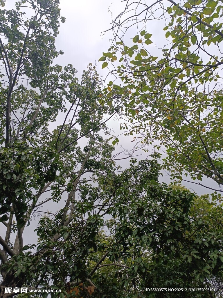 茂密树林中的繁茂枝叶