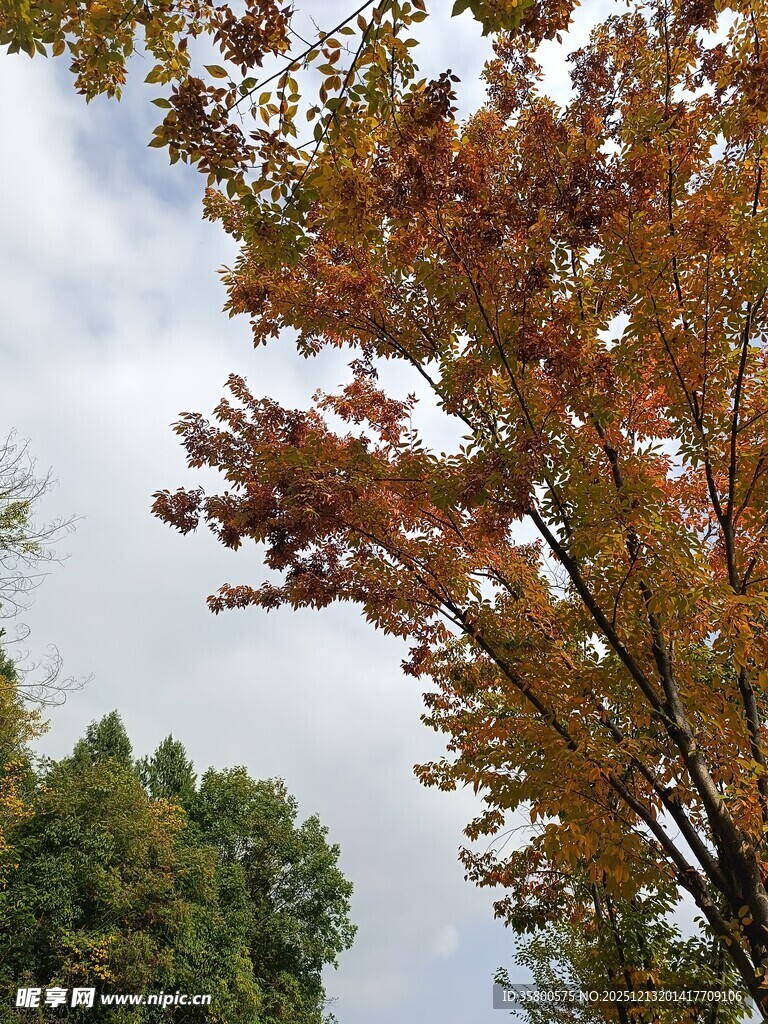 秋日斑斓树叶与蓝天