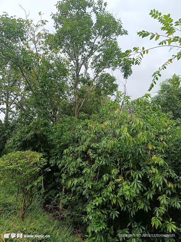 繁茂绿植景观