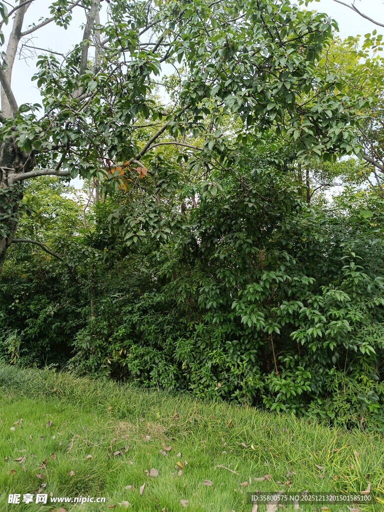 绿意盎然的树林景观