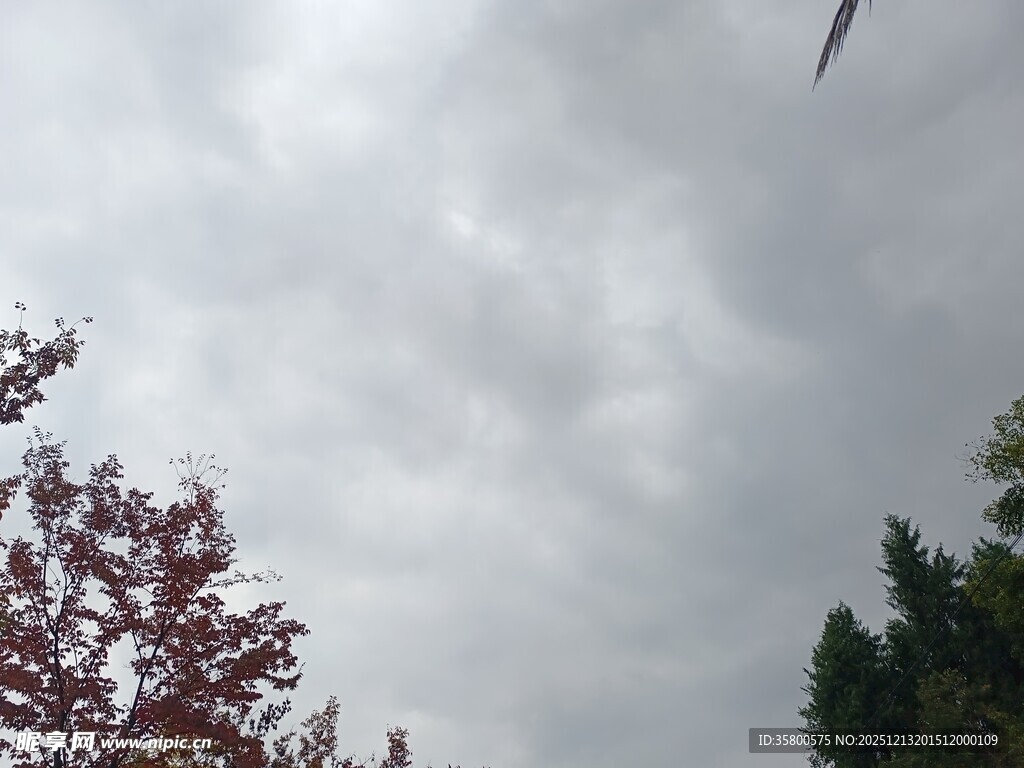 阴天中的树木与天空