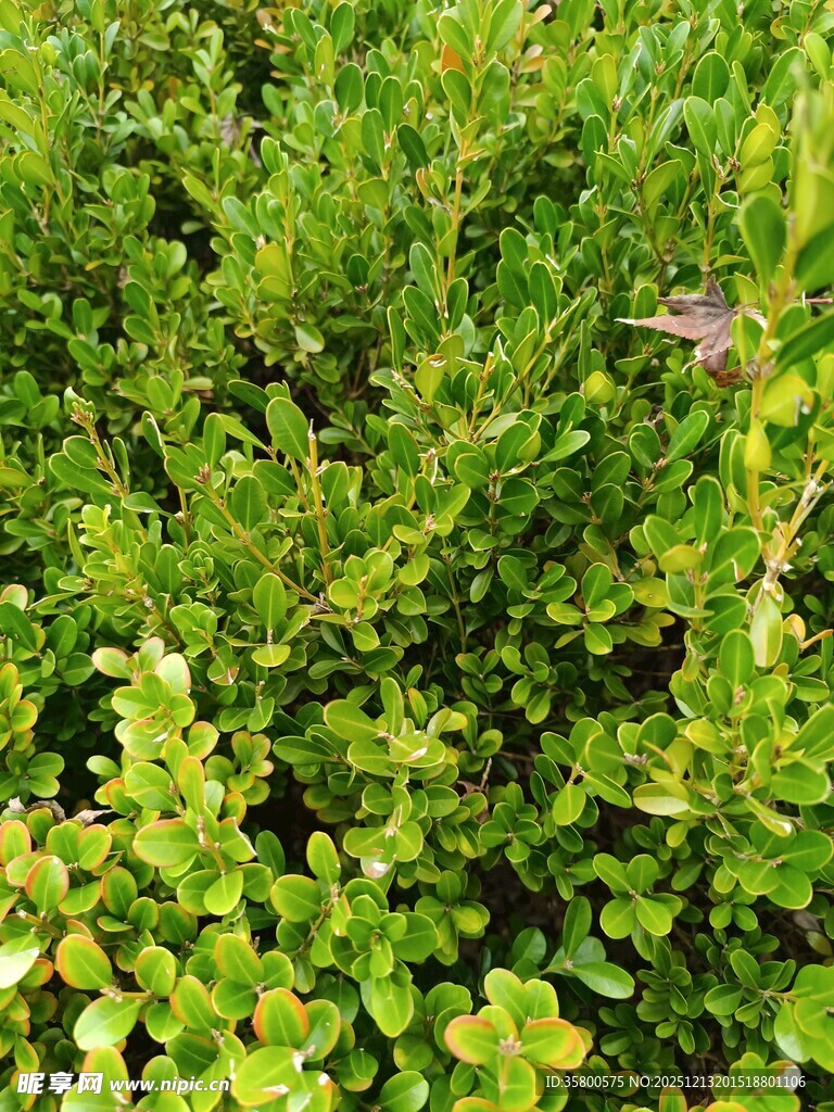 翠绿繁茂的植物景观