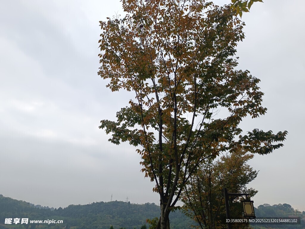 秋日孤树与远山景色