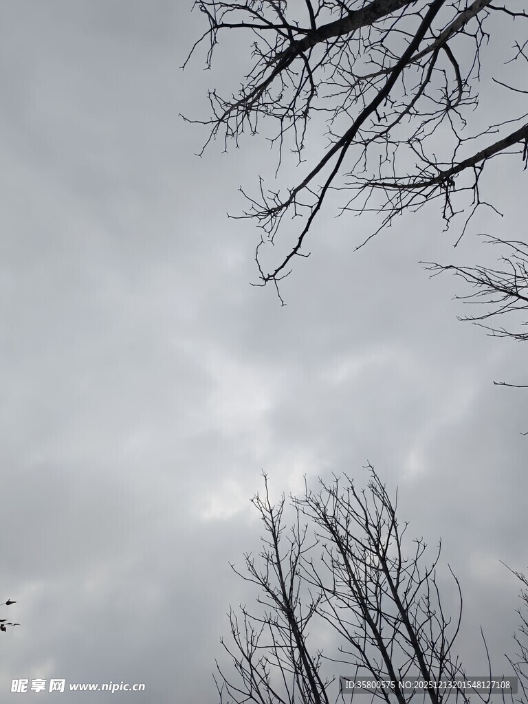 冬日枯树与阴沉天空