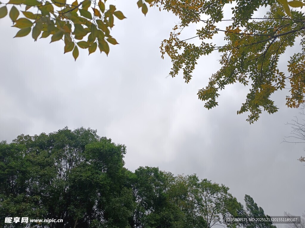 仰视茂密树林与天空