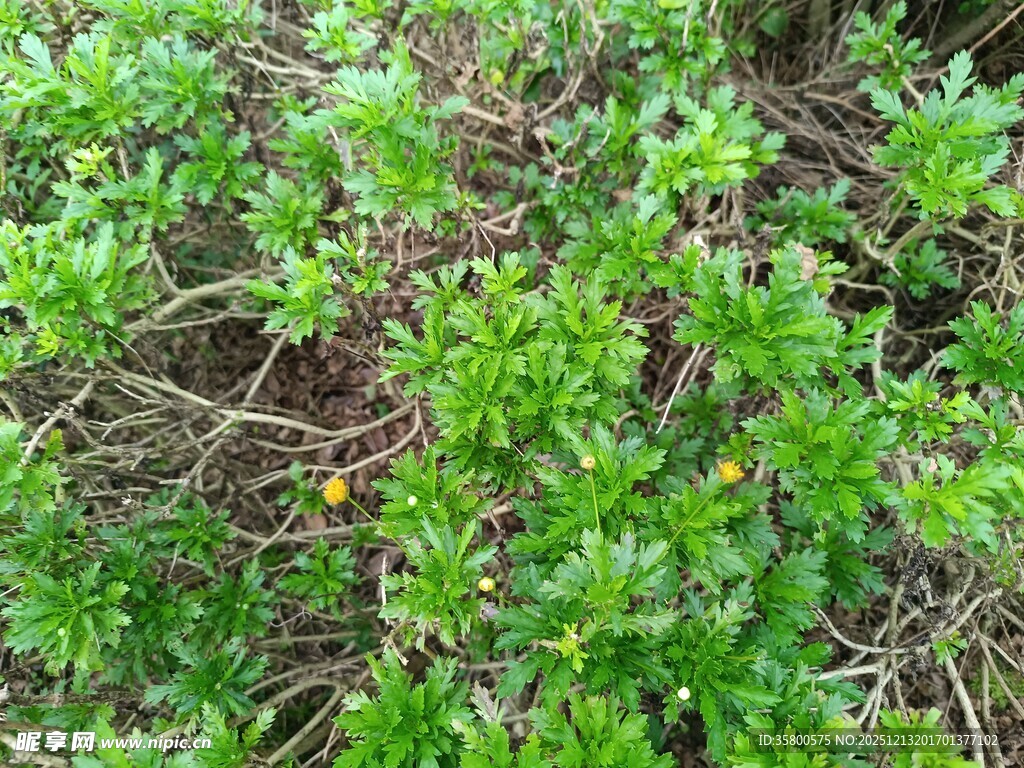 绿色灌木丛中的黄色小花