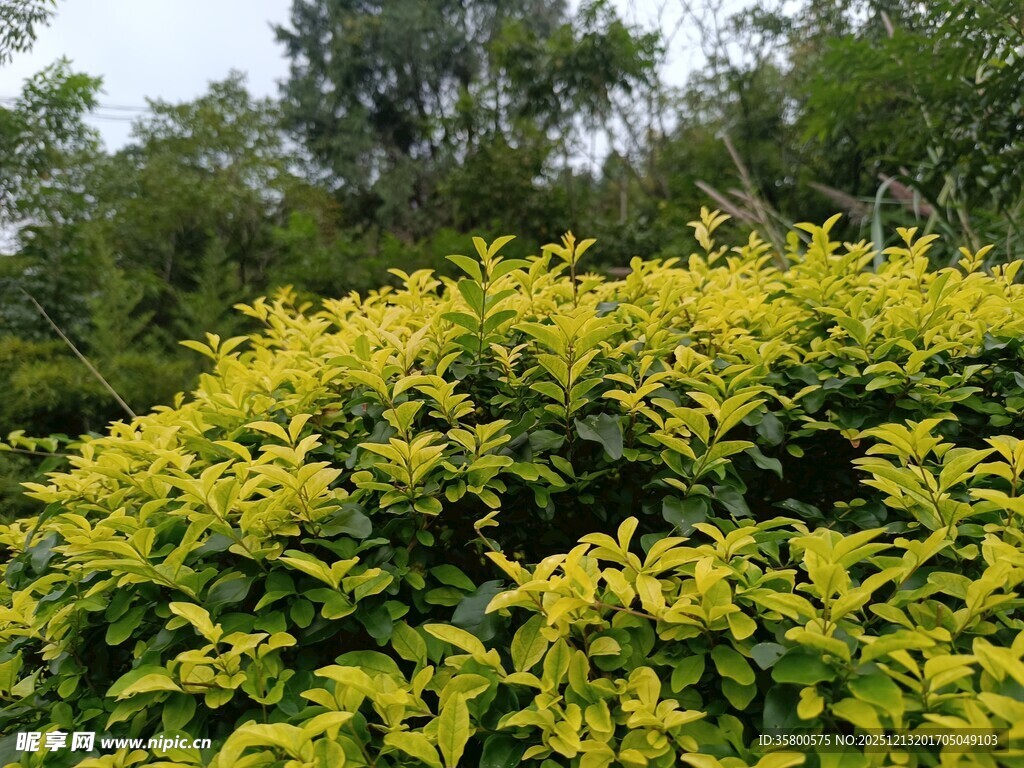 金黄叶片的繁茂绿植