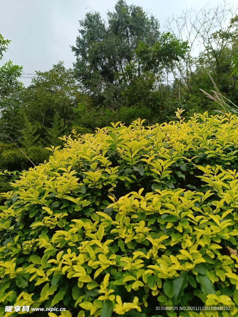 金黄繁茂绿植景观
