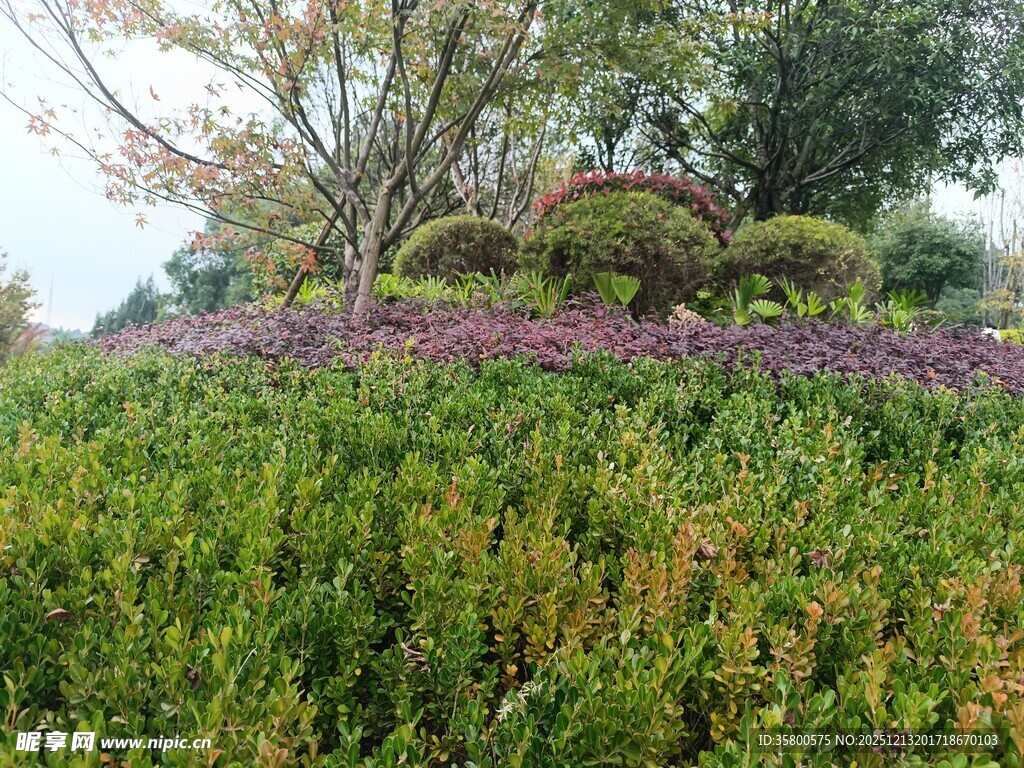 花园绿植景观 