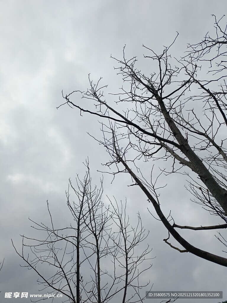 冬日枯树与阴沉天空