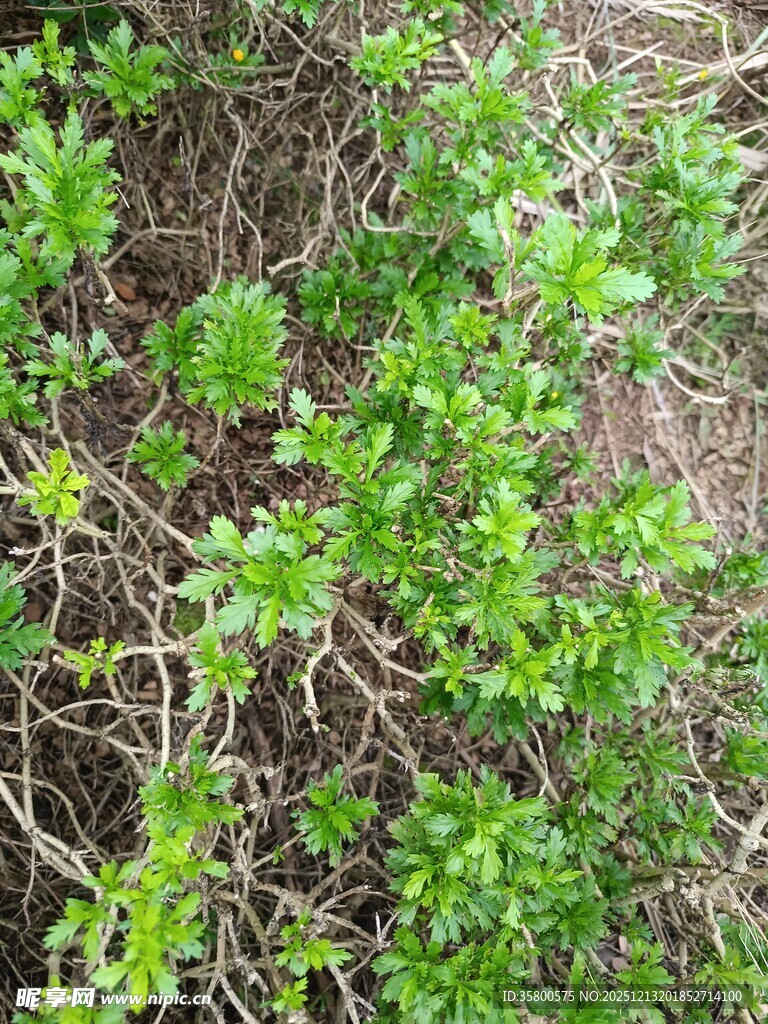 翠绿繁茂的丛生植物