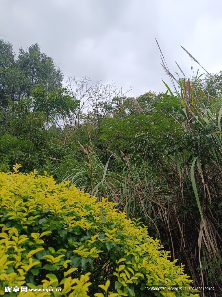 绿意盎然的户外植物景观