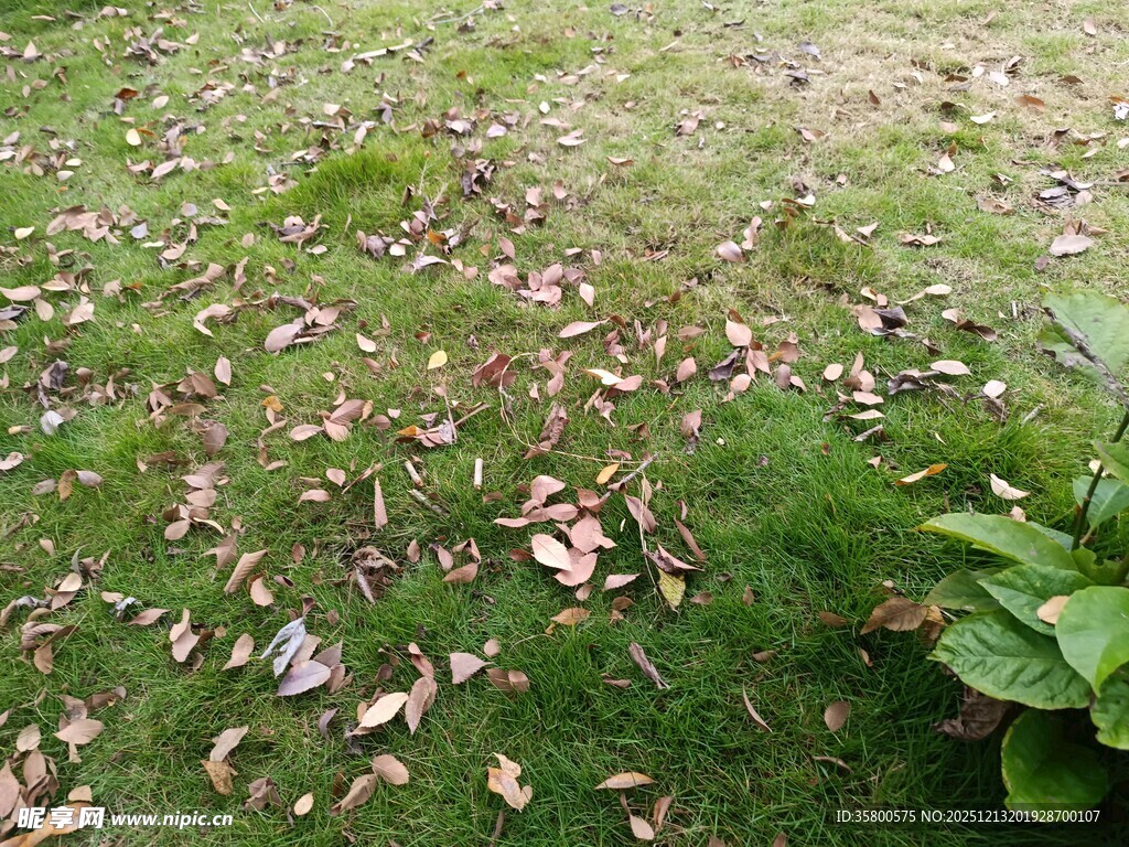 草地落叶景象