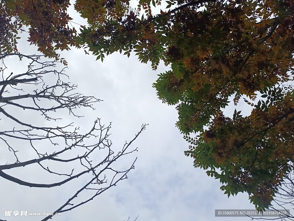 仰视光秃树枝与绿叶