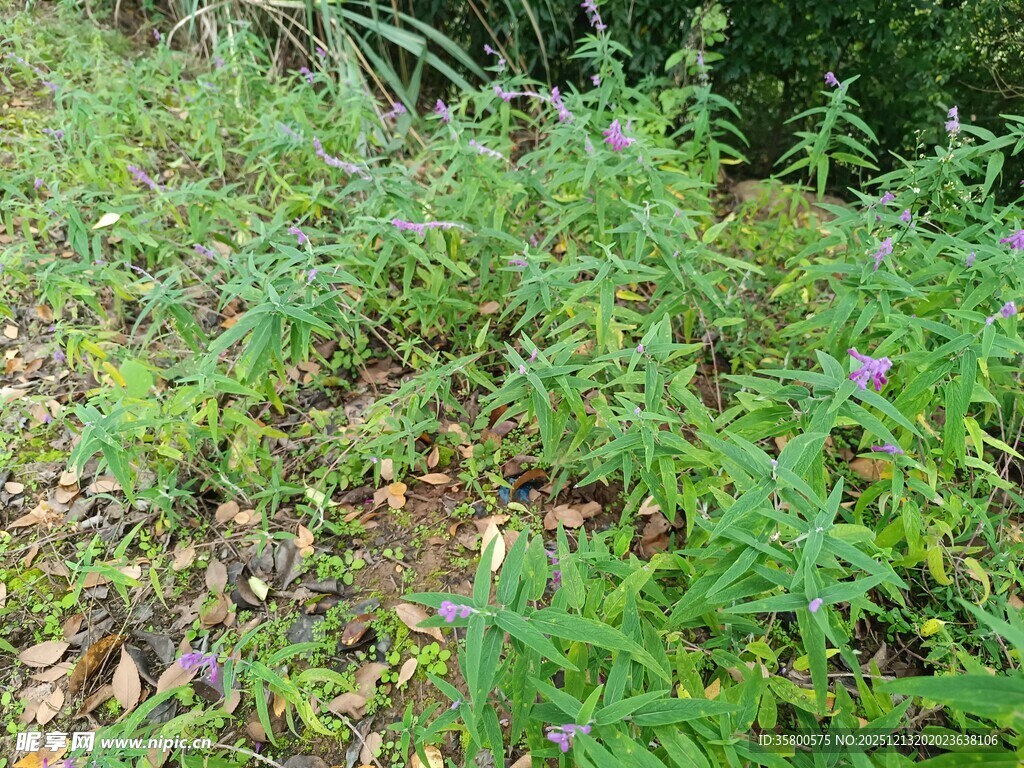 野外繁茂的绿色植物景观