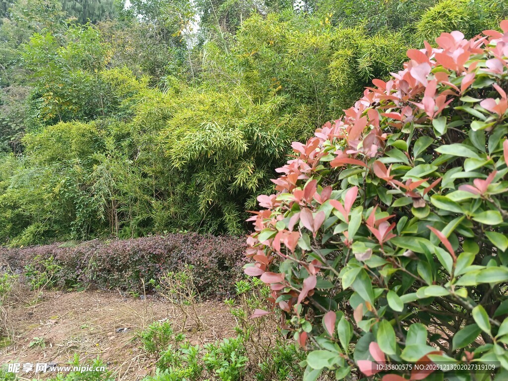 多彩灌木与绿植景观