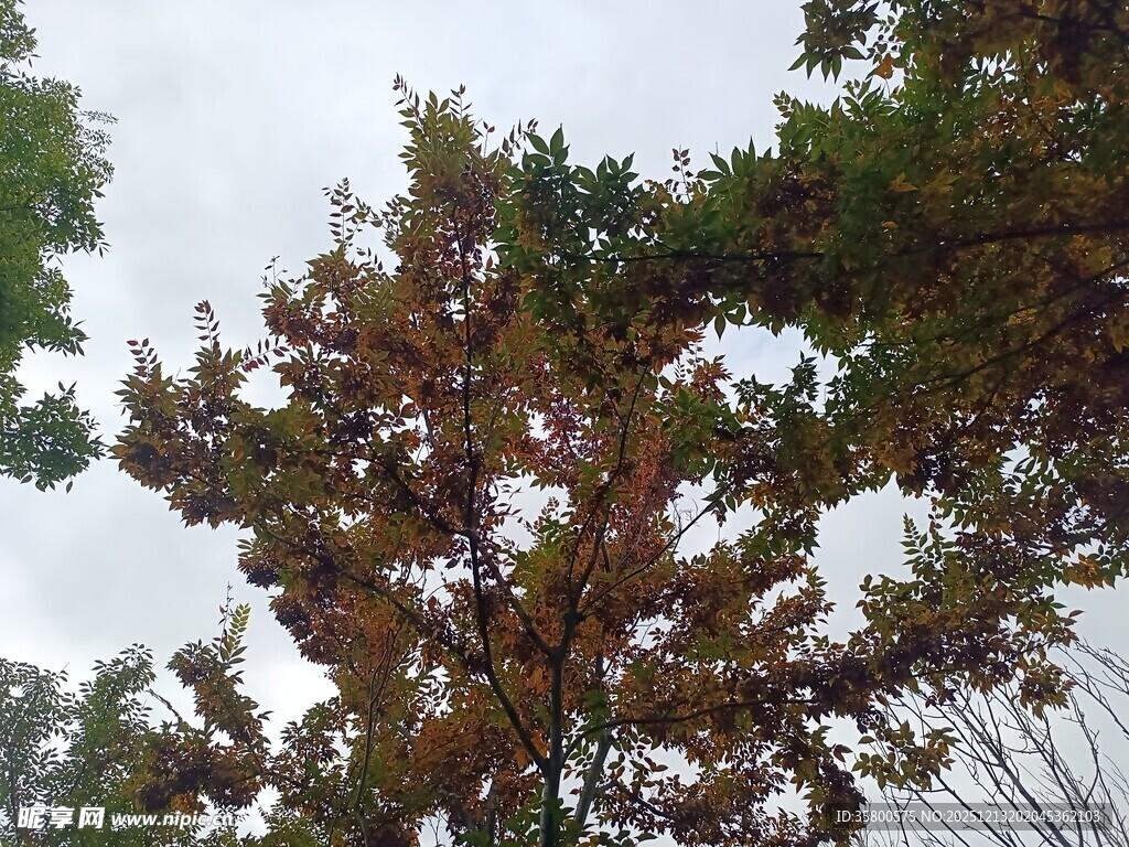 枝头繁花绿叶的茂盛树木