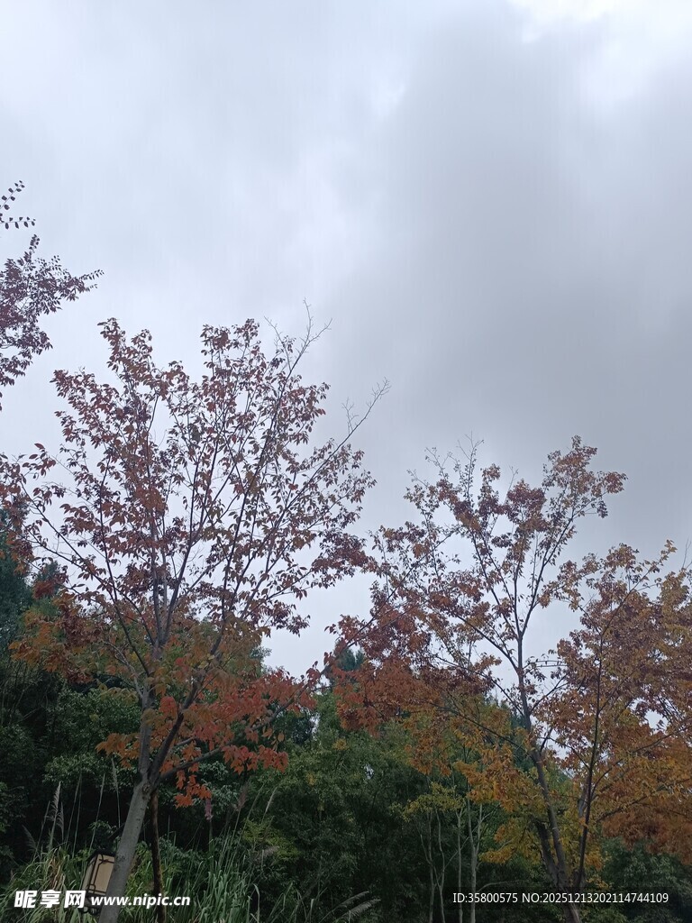 秋日山林多彩树木景观