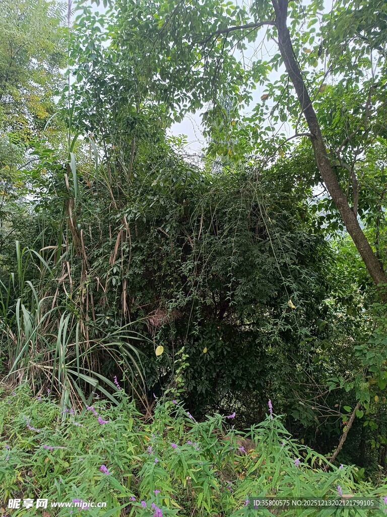 茂密丛林中的繁茂植被