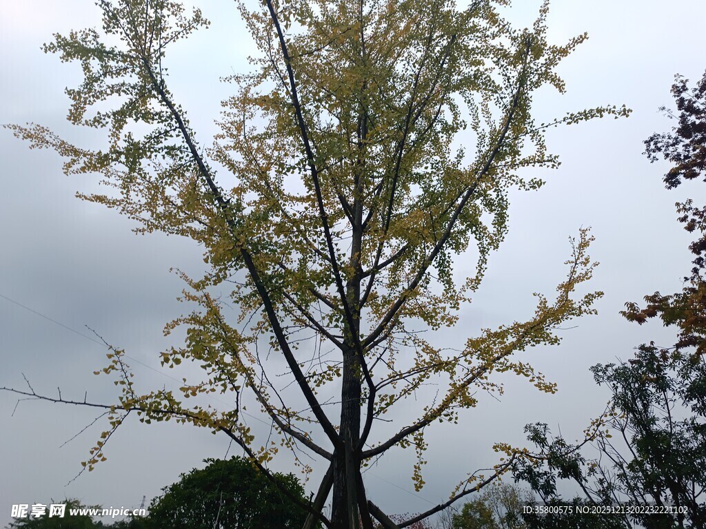 秋日银杏树枝叶景观
