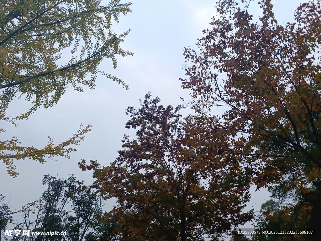 秋日山林树梢景致