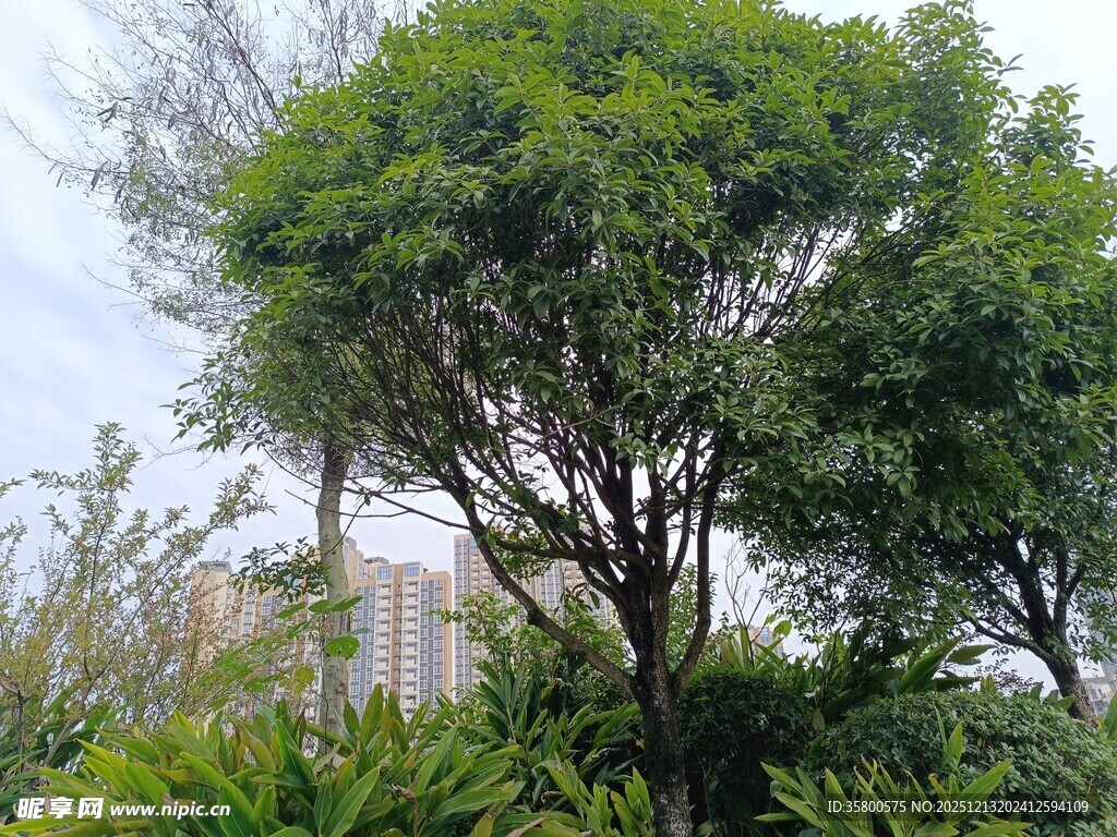 绿树成荫的户外景致