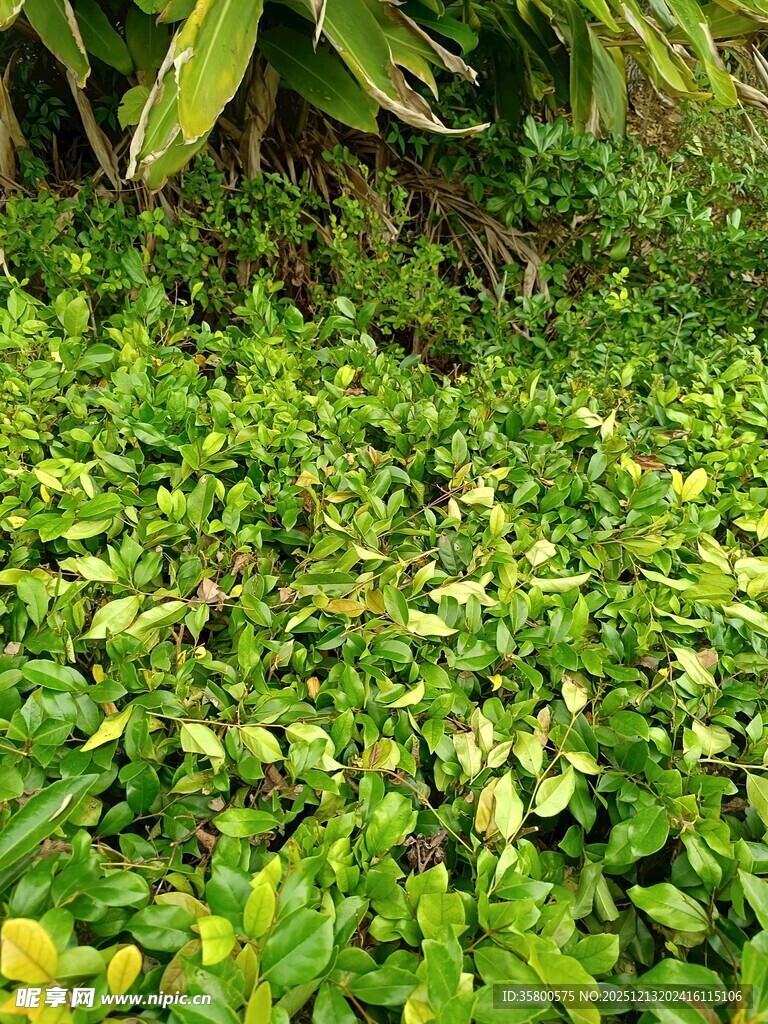 翠绿繁茂的地面绿植景观