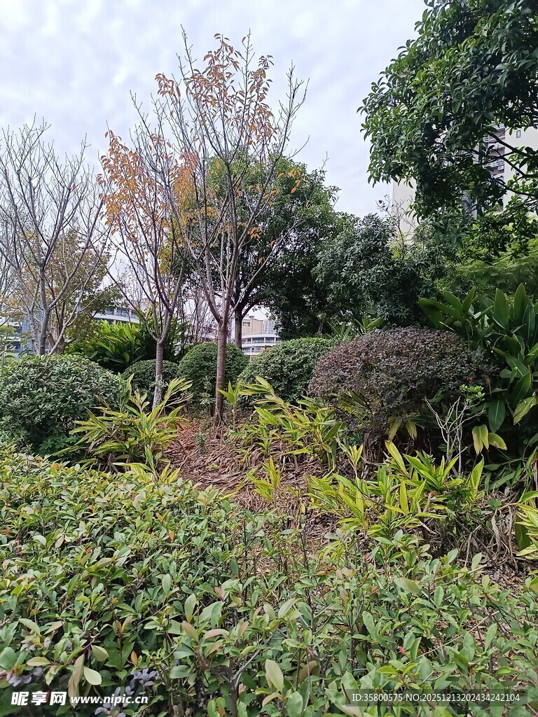 绿意盎然的园林景观