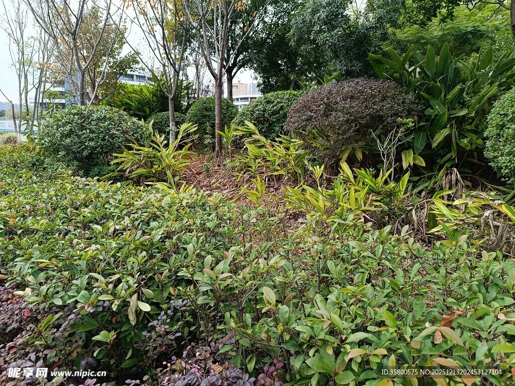 户外繁茂绿植景观