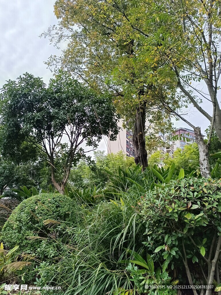 绿意盎然的户外植物景观