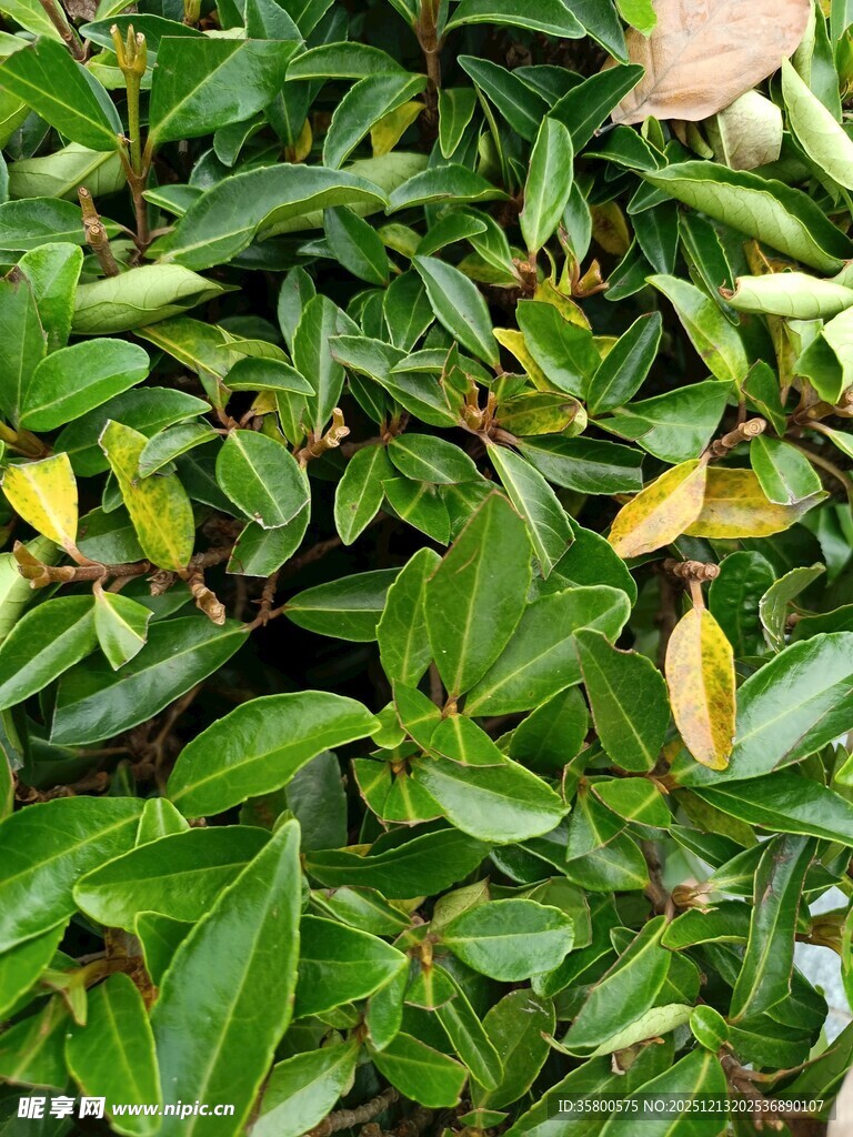 翠绿繁茂的植物叶片
