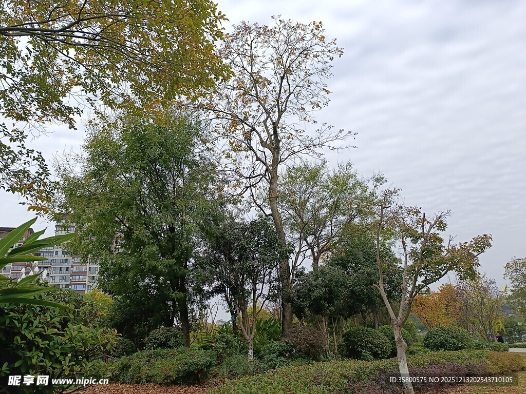 秋日公园树木景致