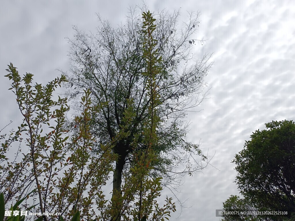 天空下的挺拔树木