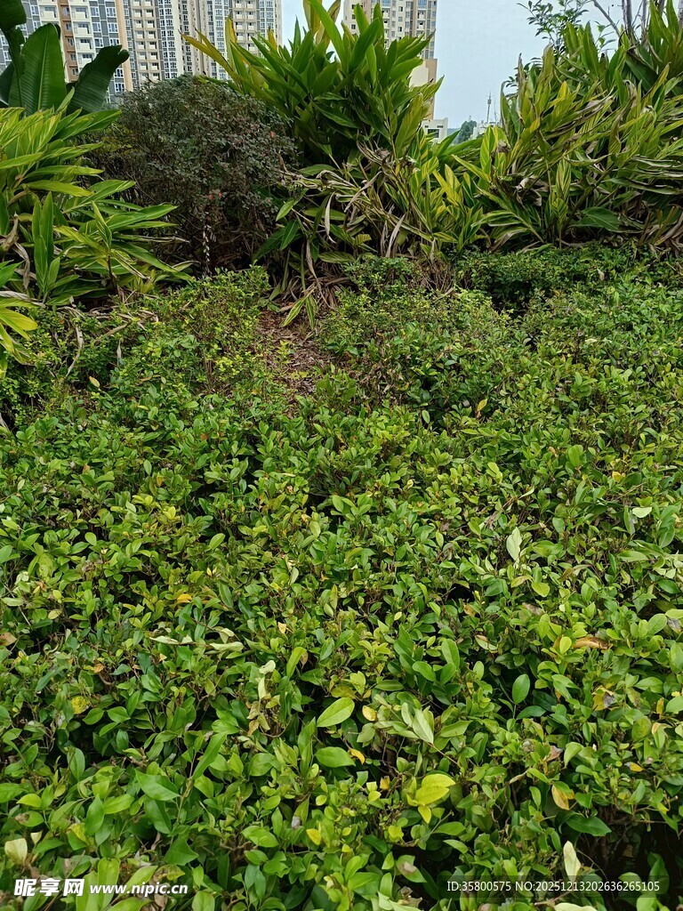 翠绿繁茂的地面绿植景观