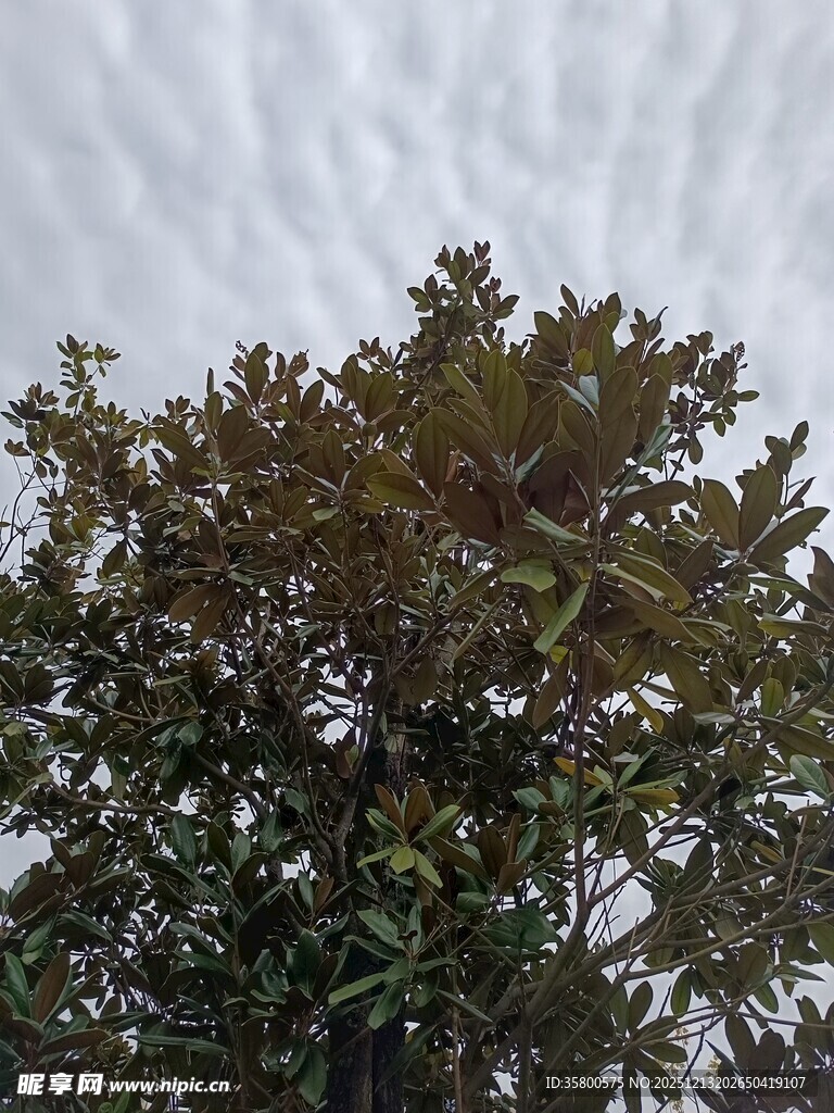 枝叶繁茂的树木