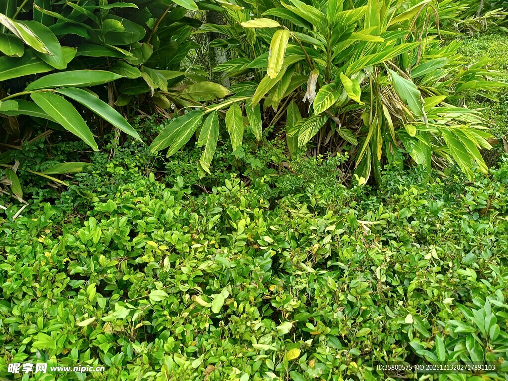翠绿繁茂的地面植物景观
