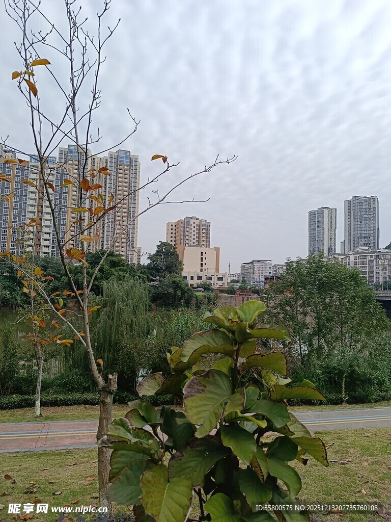 城市公园中的绿植与高楼
