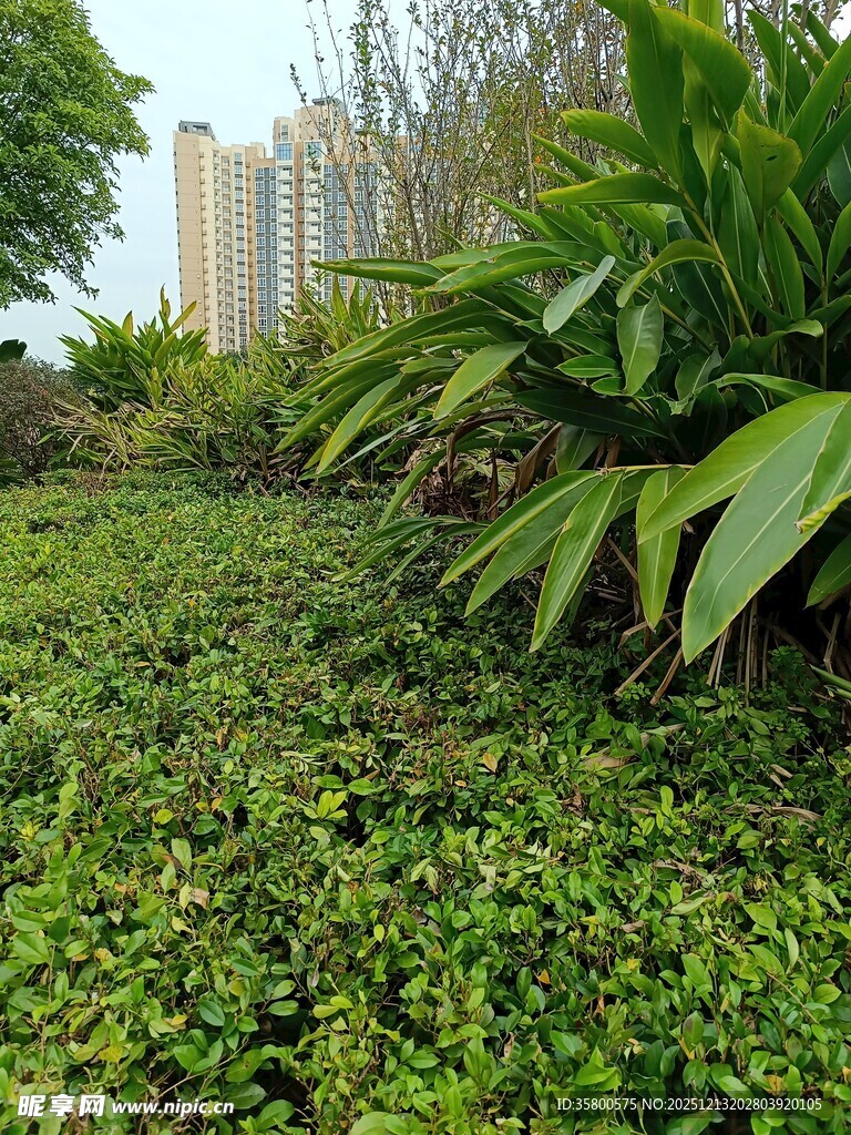 城市中的翠绿植物景观